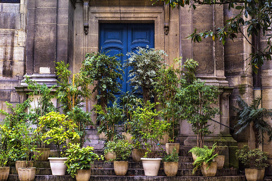 Potted Trees and a Blue Door Photograph by Georgia Clare