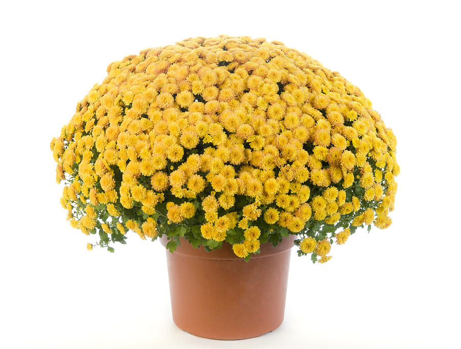Potted Yellow Chrysanthemum - Mums Photograph by Robert Kirk