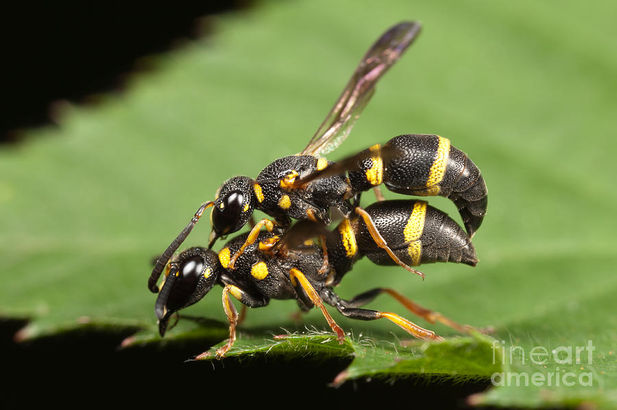Potter Wasps Mating Photograph by Clarence Holmes