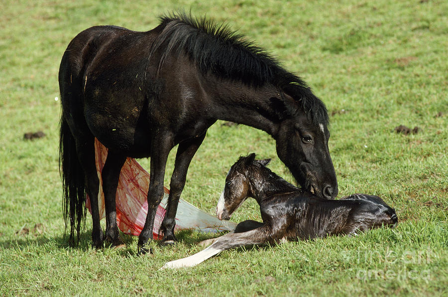 Pottok Horse Mare And Newborn Foal Photograph by Jean-Paul Ferrero