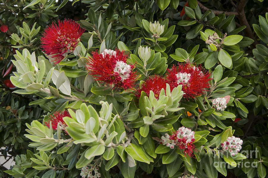 Flower Photograph - Pohutukawa Blooms by Bob Phillips