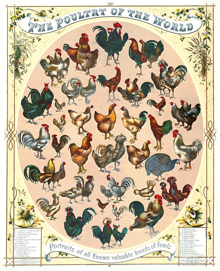 Poultry Breeds 1868 Photograph by Padre Art