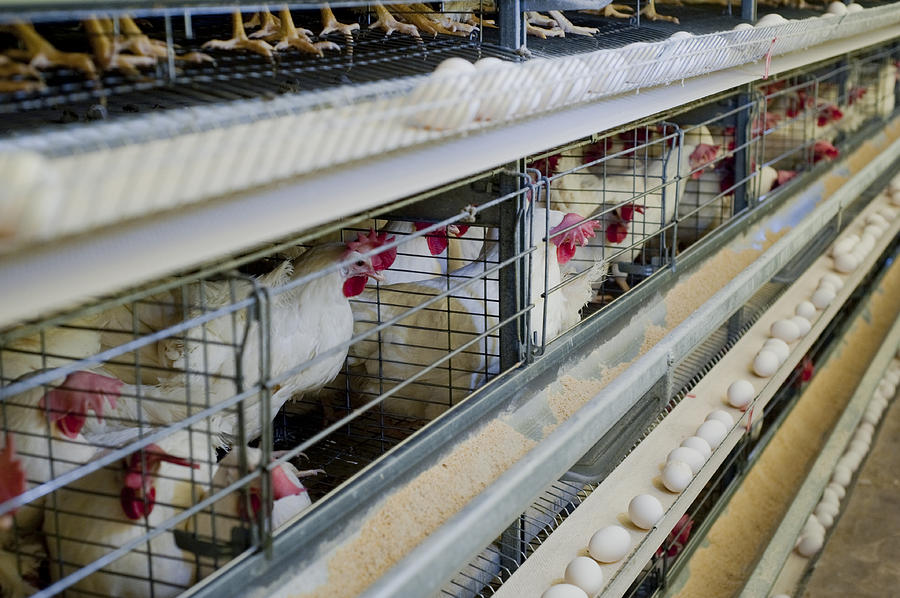 Poultry hens lined up in cages with eggs on a conveyor belt Photograph by Barbaragibbbons