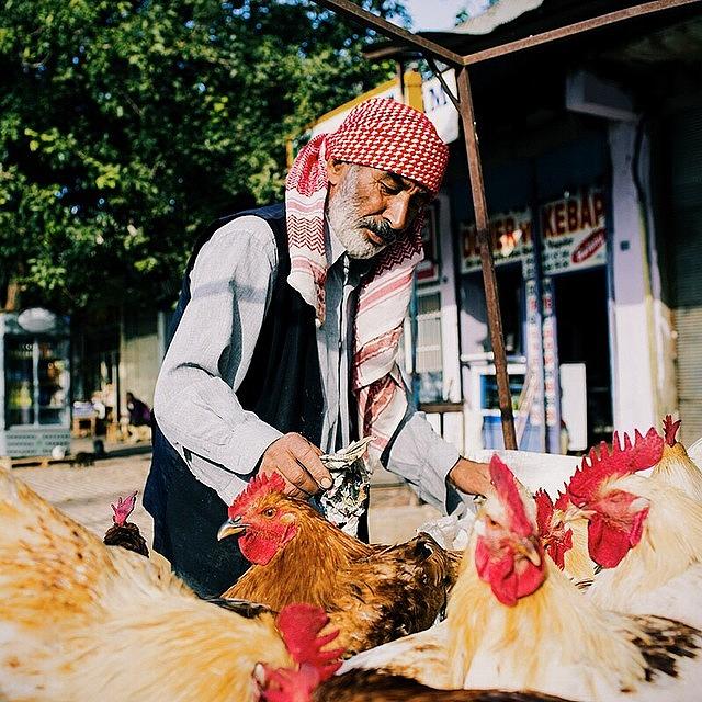 Turkey Photograph - Poultry Seller With A Strong Sense Of by David  Hagerman