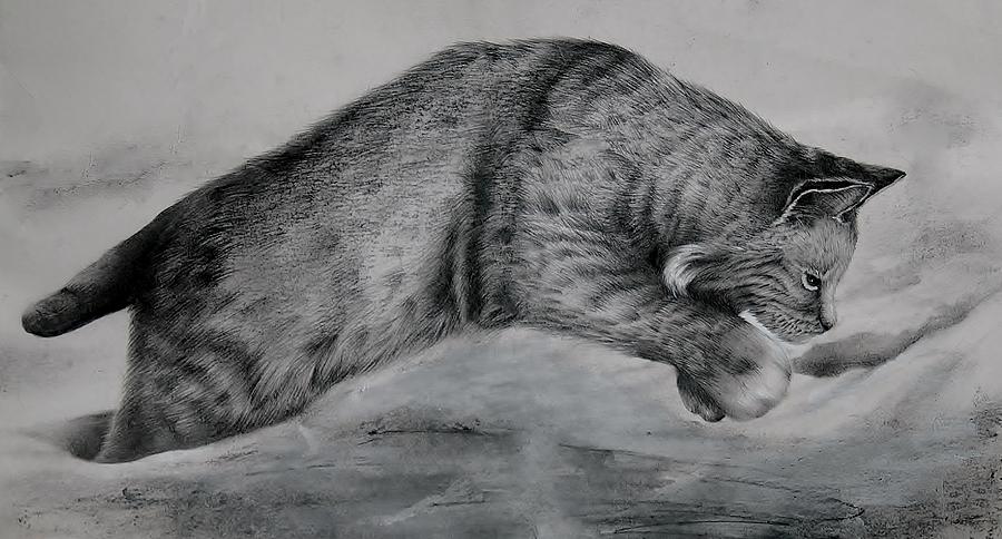 Pounce Drawing by Jean Cormier