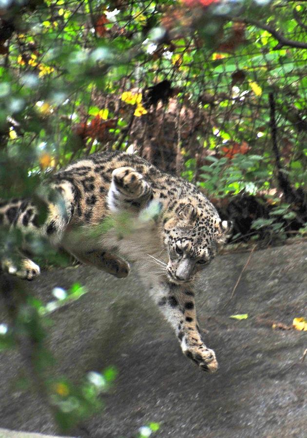 Pouncing Snow Leopard Photograph by Tony Ambrosio - Fine Art America