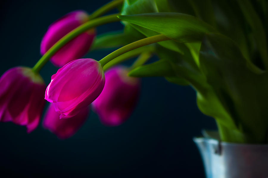 Pouring Tulips Photograph by Joan Herwig