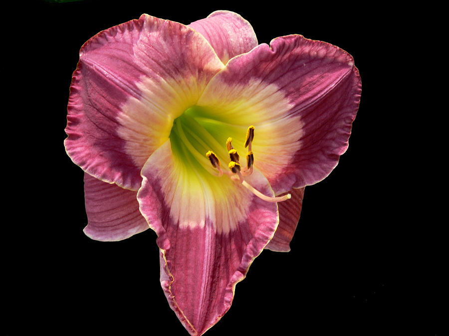 Iris Photograph - Pouty by Doug Norkum