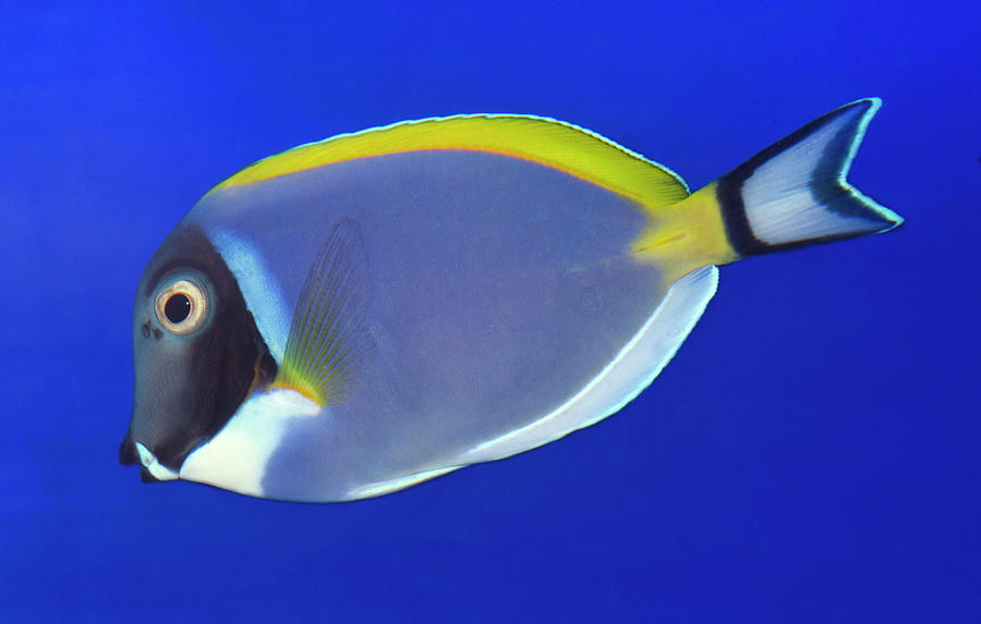 Powder Blue Tang Or Powder Blue Surgeon by Nigel Downer