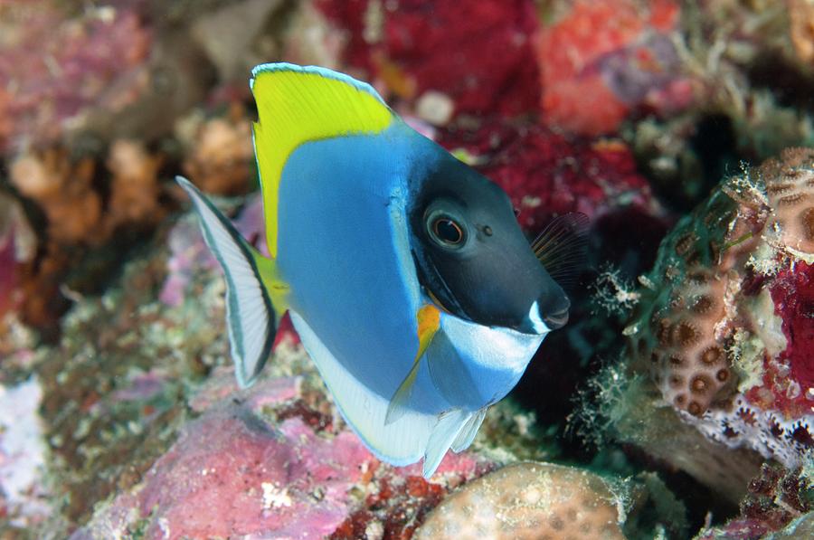 Powderblue Tang Photograph by Scubazoo/science Photo Library