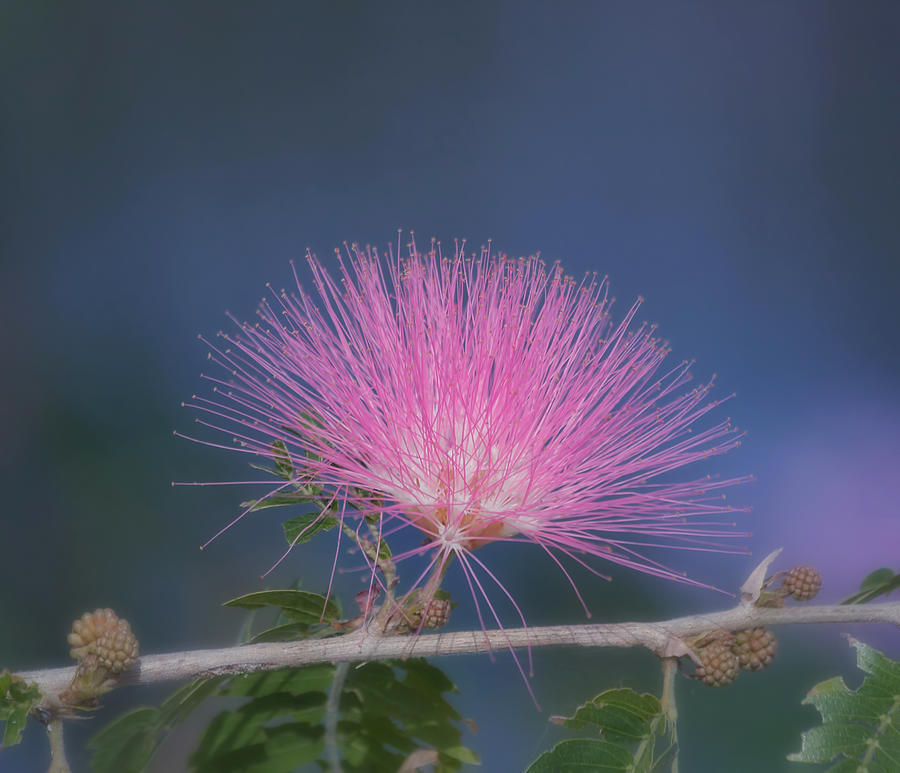 Powder Puff Blossom Photograph by Kim Hojnacki