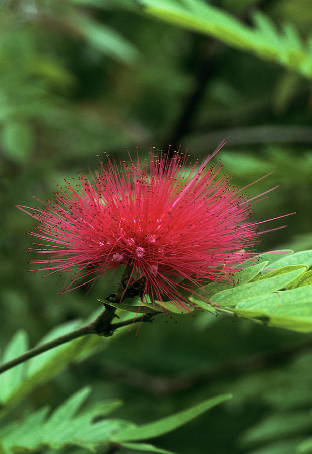 Powder Puff Flower (calliandra Sp.) Photograph by Tony Wood/science Photo Library