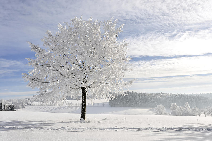 Powdered Photograph by Perry Wunderlich - Fine Art America