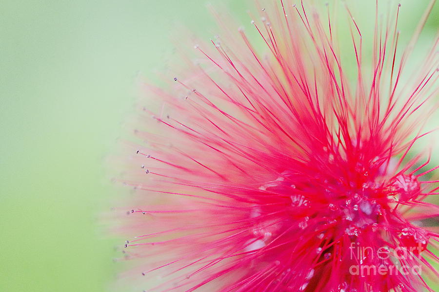 Nature Photograph - Powderpuff flower by Ivy Ho
