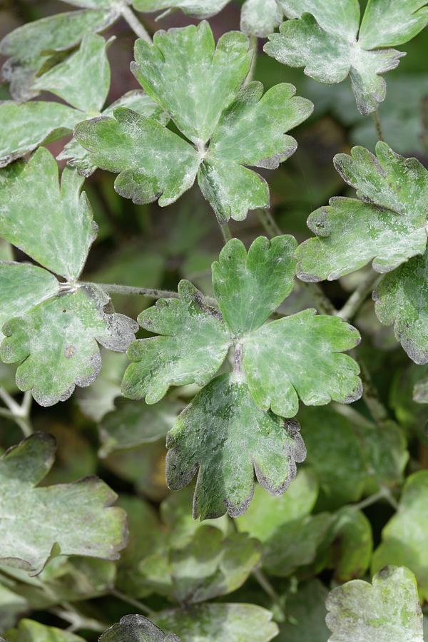 Powdery Mildew On Aquilegia Vulgaris by Geoff Kidd/science Photo Library