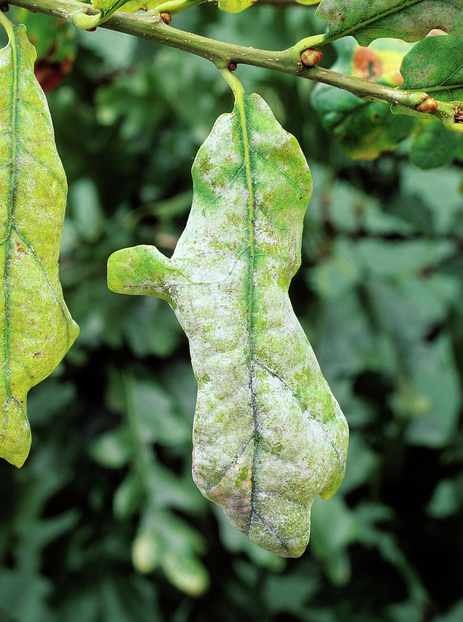 Powdery Mildew On Oak Leaves Photograph By Geoff Kidd Science Photo Library