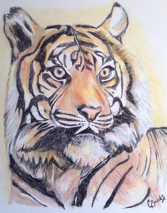 Wildlife Drawing - Power by Carly  Banks