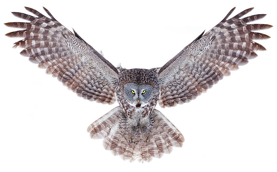 Power - Great Grey Owl Photograph by Jim Cumming