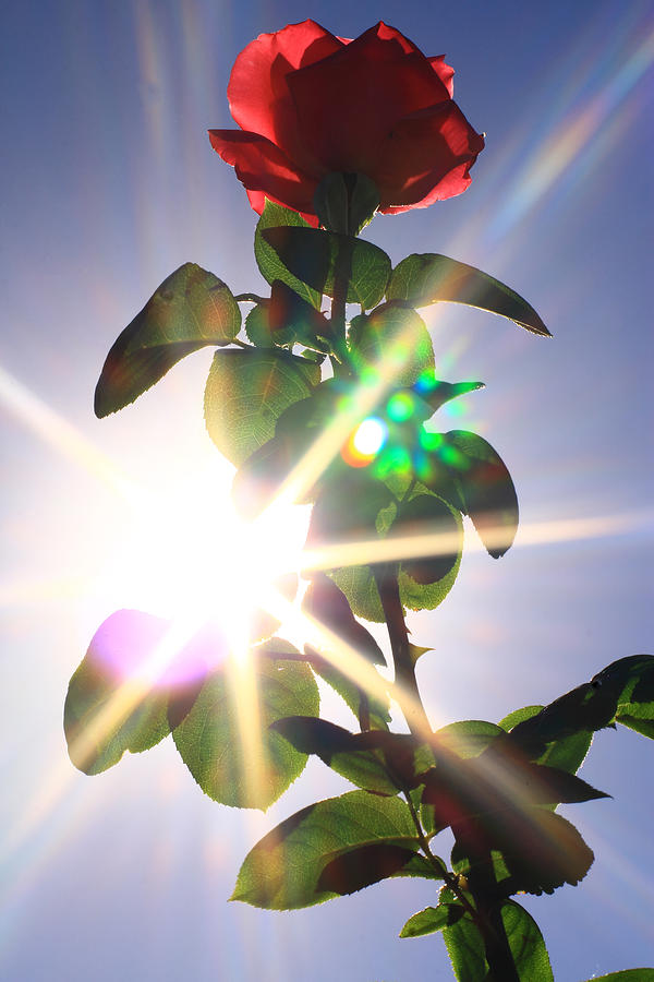 Rose Photograph - Power of Love by Mike Kim