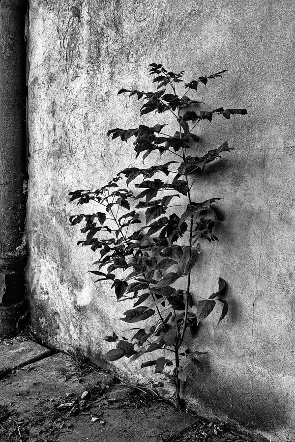 Black And White Photograph - Power of Nature by Tomasz Dziubinski