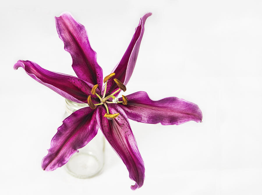 Lily Photograph - Power of ONE by Kim Andelkovic