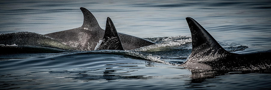 Orca Power Pod  Photograph by Roxy Hurtubise