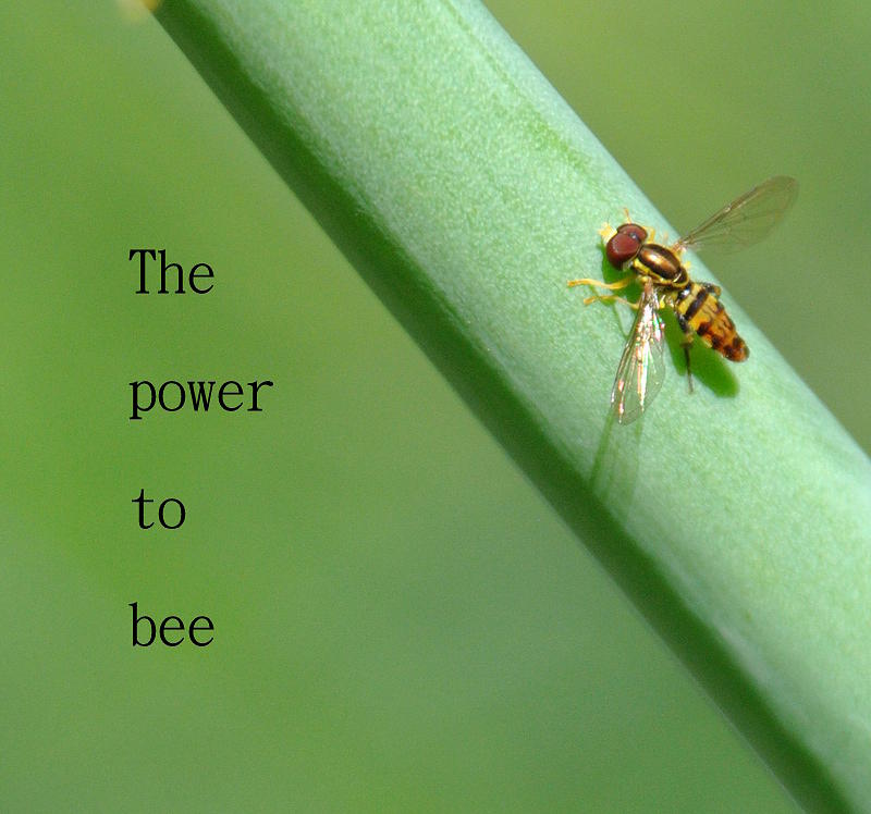 Nature Photograph - Power To Bee by Melanie Vough