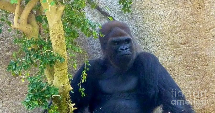 Powerful Female Gorilla Photograph by Susan Garren
