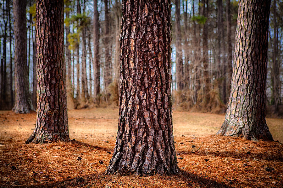 Powerful Pines I Photograph by Dan Carmichael