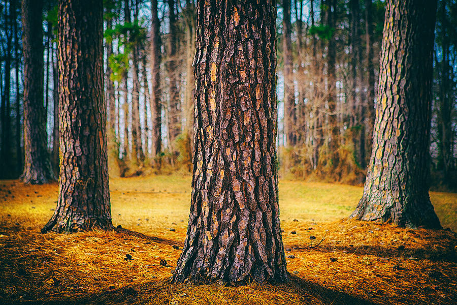 Powerful Pines II Photograph by Dan Carmichael