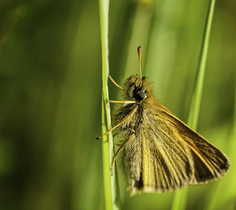Butterfly Photograph - Poweshiek Skipperling by Thomas Young
