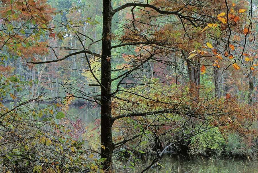 Tree Photograph - Powhatan Creek , Near Jamestown Island by Peter Essick