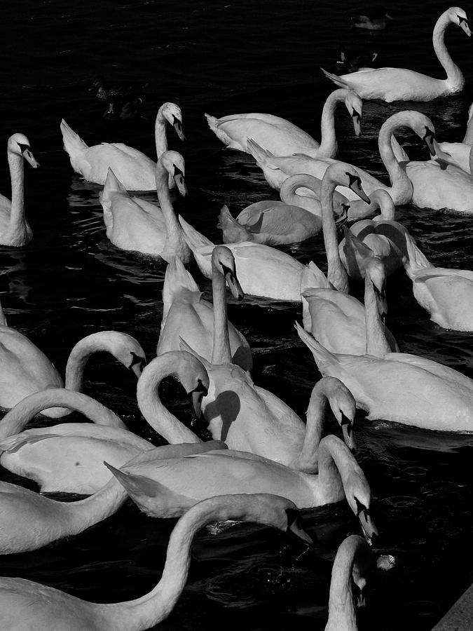 Prague Swans Photograph by Steven Richman