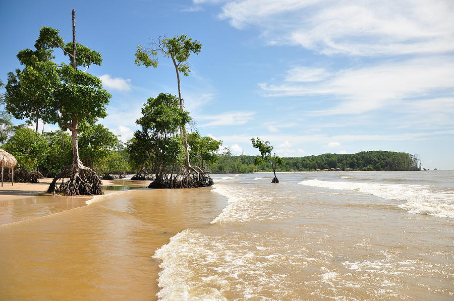 Soure Pará fonte: images.fineartamerica.com Fonte: images.fineartamerica.com