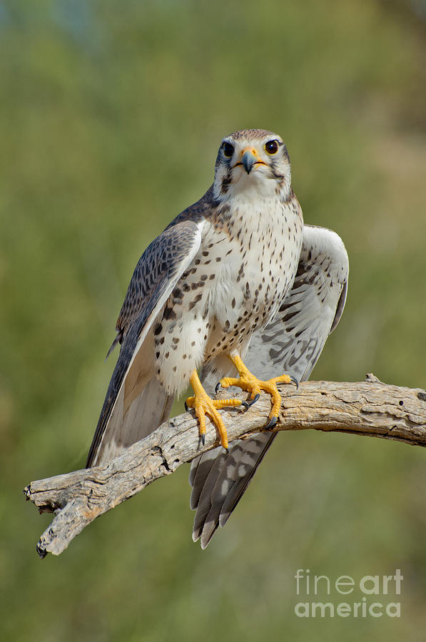 Praire Falcon On Dead Branch Photograph by Anthony Mercieca