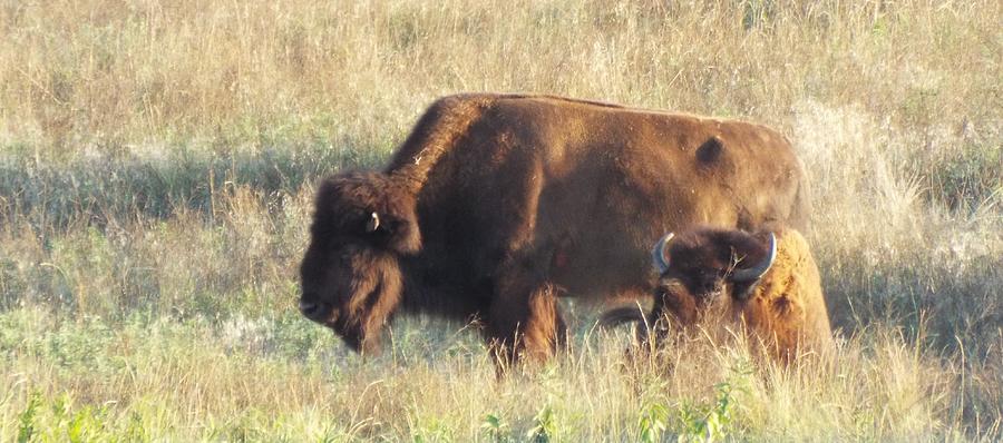 Prairie Bison Photograph by Caryl J Bohn