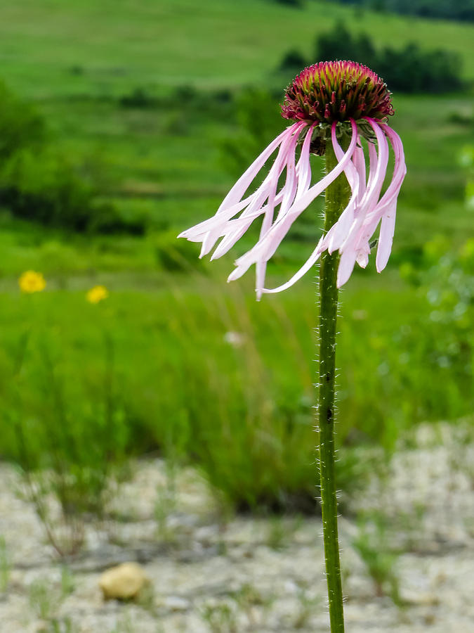 Flower Photograph - Prairie Breeze by Beverly Parks