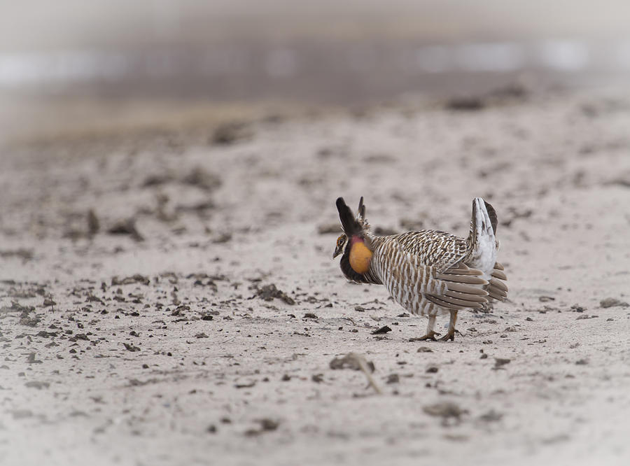 Prairie Chicken 2013-1  Photograph by Thomas Young