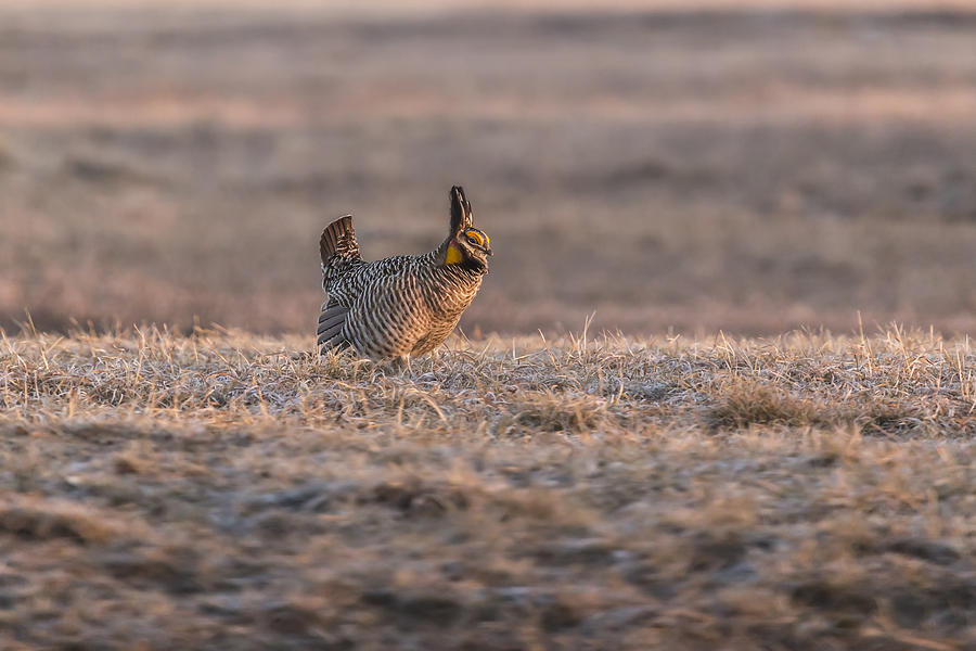 Prairie Chicken 2013-10 Photograph by Thomas Young