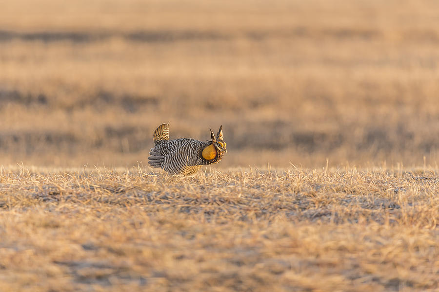 Prairie Chicken 2013-11 Photograph by Thomas Young