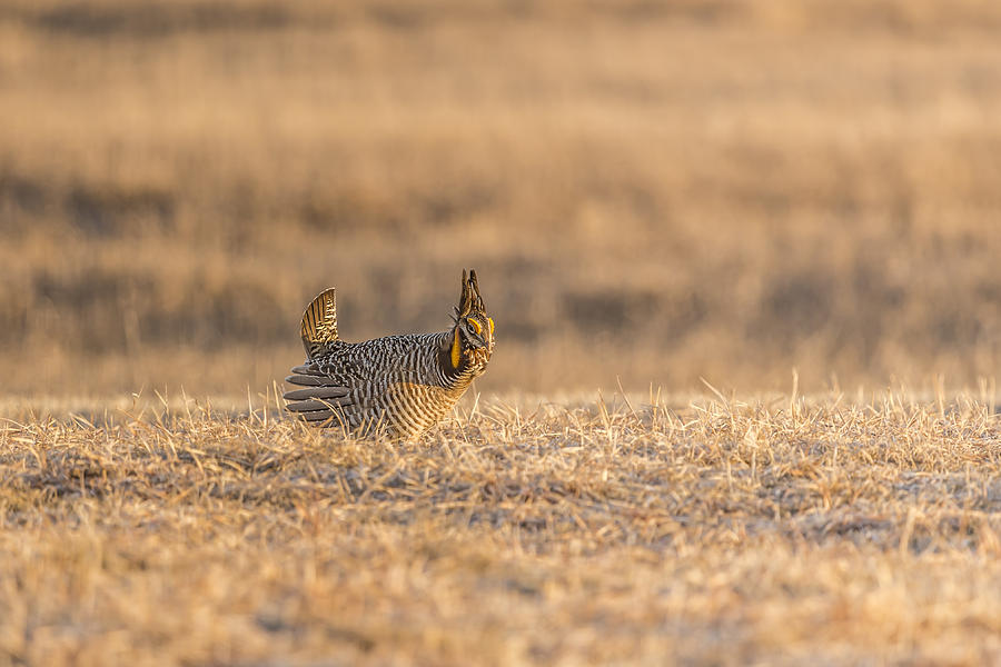 Prairie Chicken 2013-12.jpg Photograph by Thomas Young