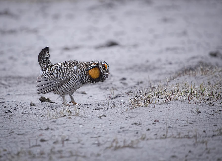 Prairie Chicken 2013-2 Photograph by Thomas Young