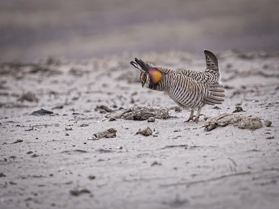 Prairie Chicken 2013-4 Photograph by Thomas Young