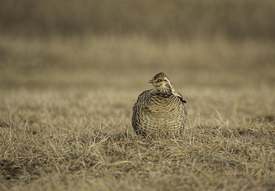Prairie Chicken 2013-5 Photograph by Thomas Young