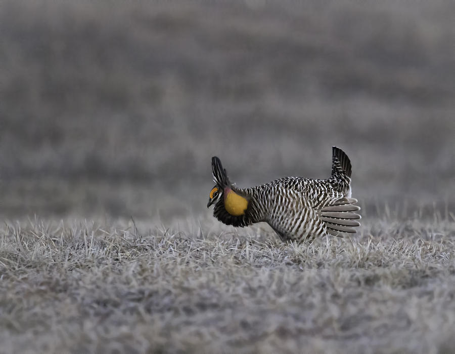 Prairie Chicken 2013-6 Photograph by Thomas Young