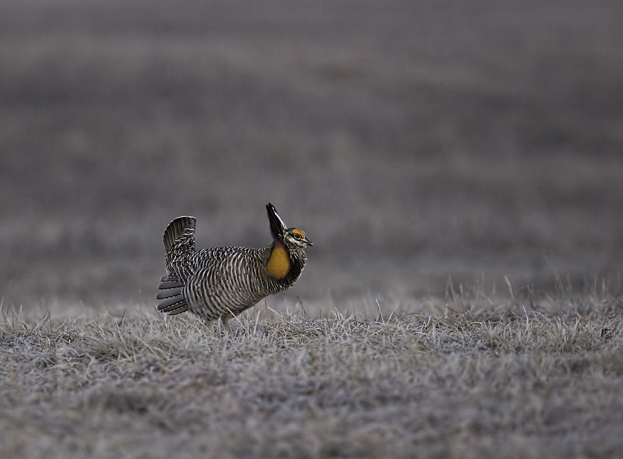 Prairie Chicken 2013-7 Photograph by Thomas Young