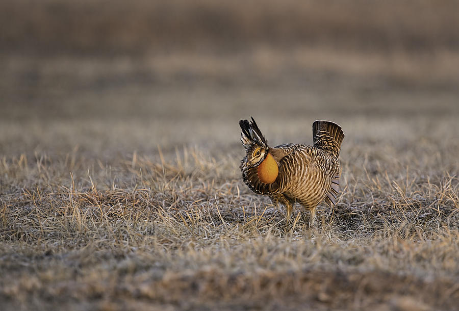 Prairie Chicken-8 Photograph by Thomas Young