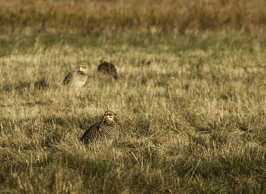 Prairie Chickens after the Boom Photograph by Thomas Young
