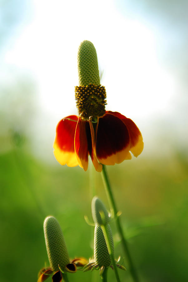 Prairie Coneflower Photograph by Tracy Smith Prairie Coneflower Photograph by Tracy Smith