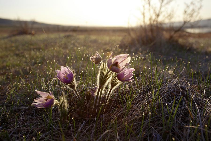 Prairie Crocus, Pasque Flower Photograph by J.p.andersen Images